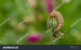 Attēlu rezultāti vaicājumam “Hadena rivularis”