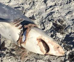 Image result for Carcharhinus isodon