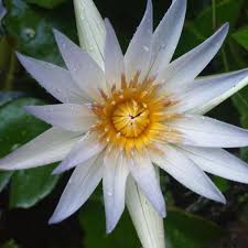 Attēlu rezultāti vaicājumam “Nymphaeaceae”