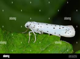 Attēlu rezultāti vaicājumam “Yponomeutidae”