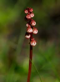 Attēlu rezultāti vaicājumam “Pyrola minor bud”