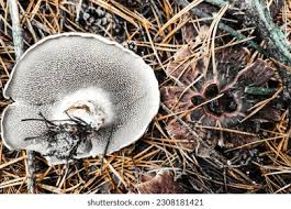 Attēlu rezultāti vaicājumam “Sarcodon imbricatum”