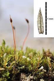 Attēlu rezultāti vaicājumam “| Dicranella”
