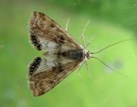 Attēlu rezultāti vaicājumam “Cataclysta lemnata”