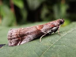 Attēlu rezultāti vaicājumam “Acrobasis advenella”