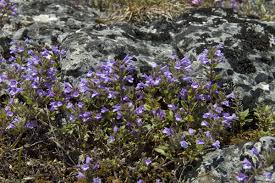 Attēlu rezultāti vaicājumam “Acinos arvensis”