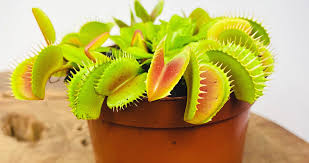 Attēlu rezultāti vaicājumam “Carnivora”