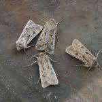 Attēlu rezultāti vaicājumam “Agrotis ripae”