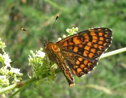 Attēlu rezultāti vaicājumam “Mellicta athalia underside”