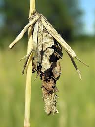 Attēlu rezultāti vaicājumam “Canephora hirsuta larva”