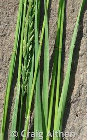 Attēlu rezultāti vaicājumam “Poa remota leaf”