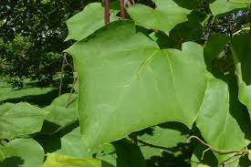 Attēlu rezultāti vaicājumam “Catalpa ovata fruit”