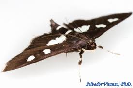 Attēlu rezultāti vaicājumam “Crambidae”