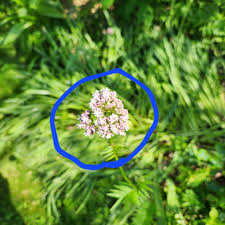 Attēlu rezultāti vaicājumam “Valeriana officinalis bud”