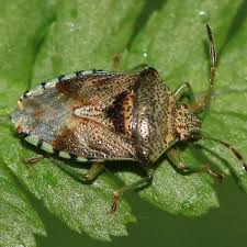 Attēlu rezultāti vaicājumam “Elasmucha grisea imago”