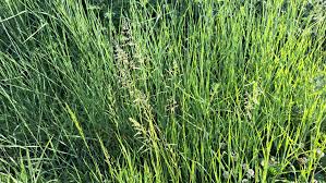 Attēlu rezultāti vaicājumam “Poa humilis”