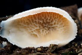 Attēlu rezultāti vaicājumam “Phlebia tremellosa”