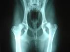 Hip Dysplasia and the Cavalier King Charles Spaniel