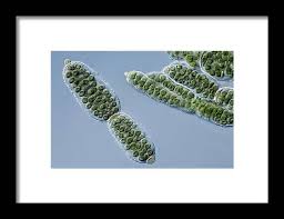 Attēlu rezultāti vaicājumam “Nostoc pruniforme cells”