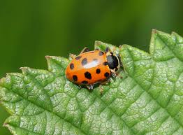 Attēlu rezultāti vaicājumam “Hippodamia tredecimpunctata”