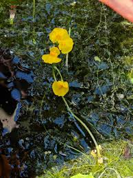 Attēlu rezultāti vaicājumam “Utricularia x neglecta bud”