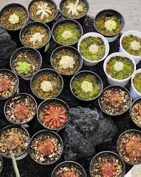 Attēlu rezultāti vaicājumam “Bryum funkii macro”