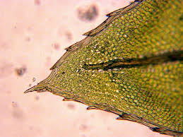 Attēlu rezultāti vaicājumam “Mnium hornum sporophyte”