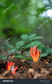 Attēlu rezultāti vaicājumam “Podostroma leucopus”