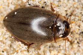 Attēlu rezultāti vaicājumam “Dytiscidae”