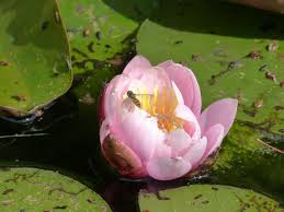 Attēlu rezultāti vaicājumam “Nymphaea candida flower”