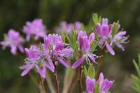 Attēlu rezultāti vaicājumam “Rhododendron canadense flower”
