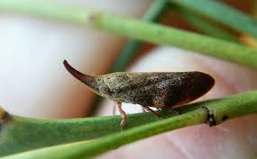 Attēlu rezultāti vaicājumam “Aphrophoridae nymph”