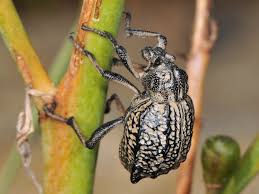 Image result for Brachycerus undatus