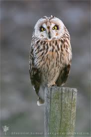 Attēlu rezultāti vaicājumam “Asio flammeus”