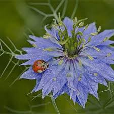 Image result for Nigella damascena