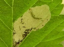 Attēlu rezultāti vaicājumam “Licea pusilla spores”