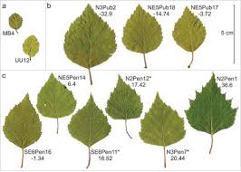 Attēlu rezultāti vaicājumam “Betula humilis”
