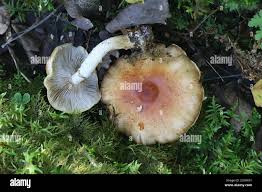 Attēlu rezultāti vaicājumam “Stropharia hornemannii”