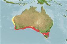 Image result for Furgaleus macki