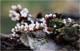 Attēlu rezultāti vaicājumam “Physarum pezizoideum macro”