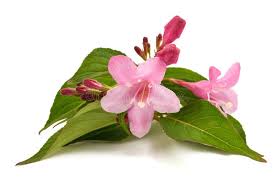 Attēlu rezultāti vaicājumam “Weigela praecox”