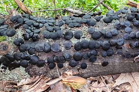 Attēlu rezultāti vaicājumam “Bulgaria inquinans”