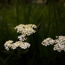 Attēlu rezultāti vaicājumam “Achillea millefolium bud”