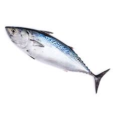 Image result for Sarda sarda