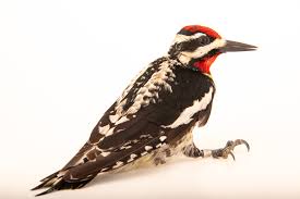 Image result for Sphyrapicus varius