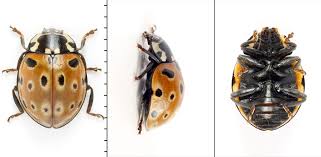 Attēlu rezultāti vaicājumam “Anatis ocellata”