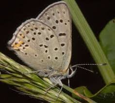 Attēlu rezultāti vaicājumam “Lycaena tityrus”