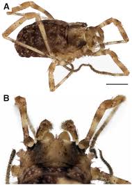 Attēlu rezultāti vaicājumam “Lophopilio palpinalis”