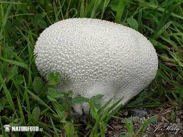 Attēlu rezultāti vaicājumam “Calvatia utriformis”