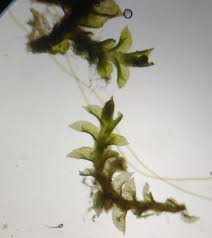 Attēlu rezultāti vaicājumam “Tritomaria exsectiformis”